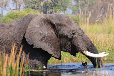 Southern Africa elephant