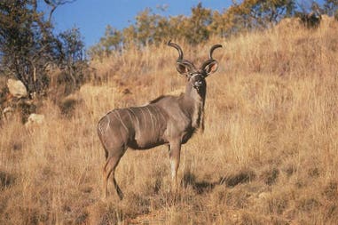 South Africa Morning Sun Nature Reserve
