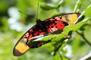 South Africa Morning Sun Nature Reserve