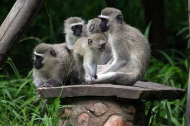 South Africa Morning Sun Nature Reserve