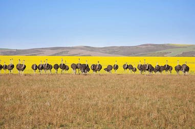 Ostriches in a safari in South Africa