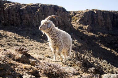 lesotho-goat