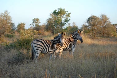 Sudafrica zebre