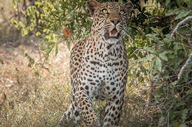 Sudafrica leopardo