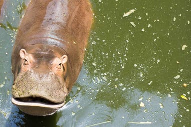 Sudafrica ippopotamo