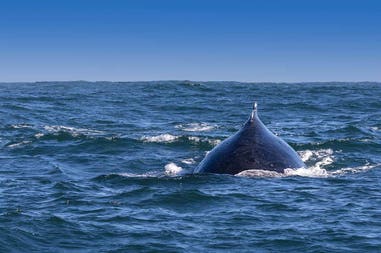 View of humpback in the sea of South Africa