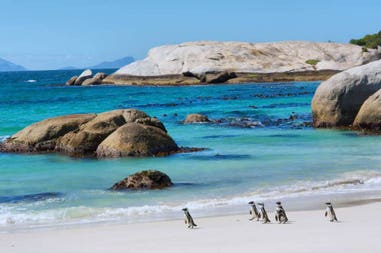 Penguins on the beach in South Africa