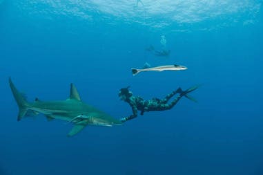 Mozambico snorkeling