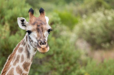 Sudafrica giraffa