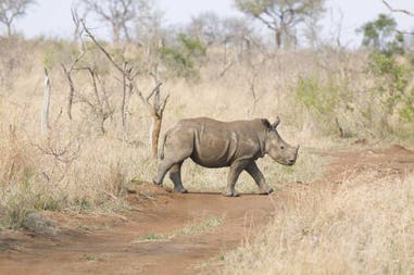 Swaziland rhino