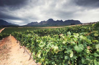 South Africa Stellenbosch vineyards