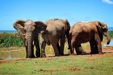 South Africa elephants