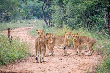 South Africa female lions