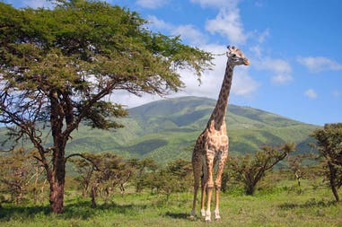 South Africa giraffe