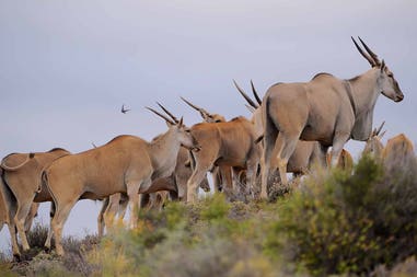 Sudafrica Riserva Sanbona anilmali