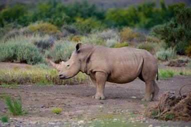 Sudafrica Riserva Sanbona rinoceronte