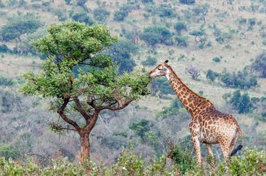 South Africa giraffe