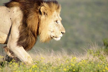 South Africa lion
