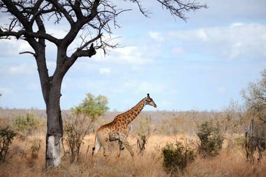 South Africa giraffe