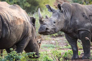 South Africa rhinos