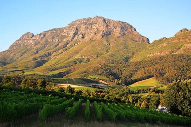 Sudafrica vigneti