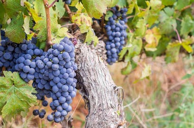 Wineyard in South Africa