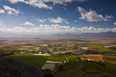 Wineyard in South Africa