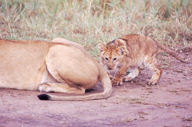 Lions in South Africa