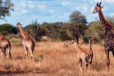 Giraffes at Kruger Park