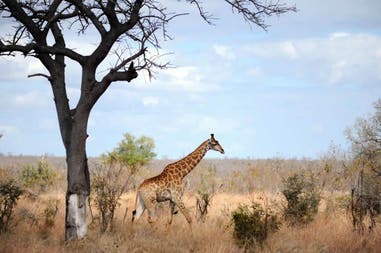 Giraffe in South Africa
