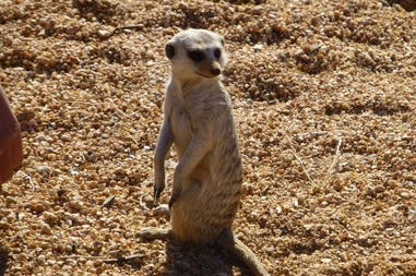meerkat-africa
