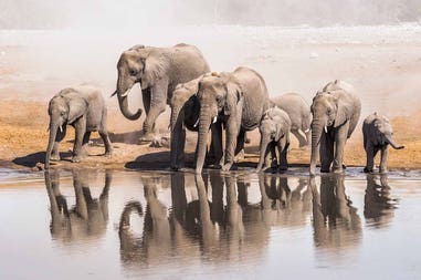 namibia-etosha-elephant-family