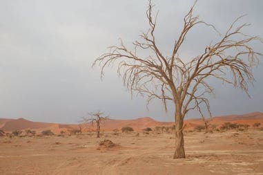 namibian-desert-trees