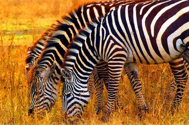 zebra