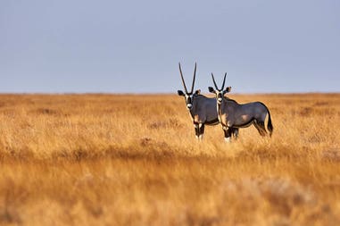 Due orici nella savana in Botswana