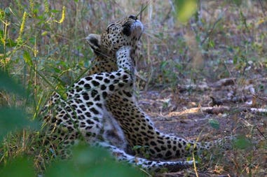 Giovane leopardo in un parco naturale