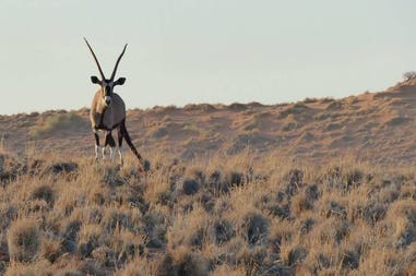Antilope in Namibia