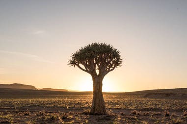 Albero solitario in un parco in Namibia