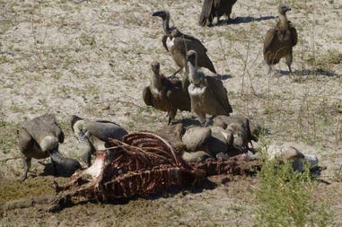 Gruppo di avvoltoi attorno a una carcassa