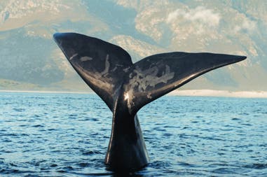 A whale in Hermanus