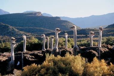 Ostriches in Oudtshoorn