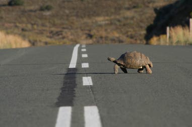 A tortoise on Route 62 in Oudtshoorn