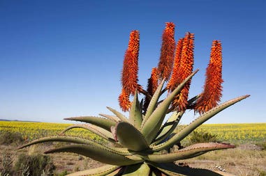 Flora of the Garden Route in South Africa