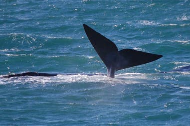 A whale in the waters near Hermanus