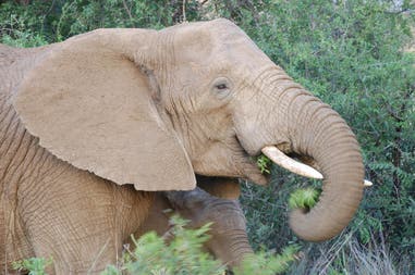 An elephant in Kruger Park
