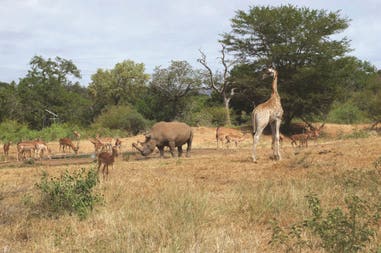 Animals in Kruger Park