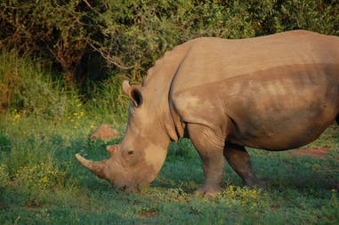 A rhino in Kruger Park