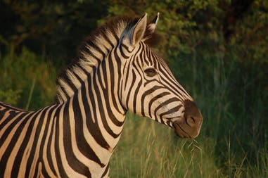 A zebra in Kruger Park