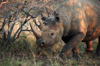A rhino in South Africa
