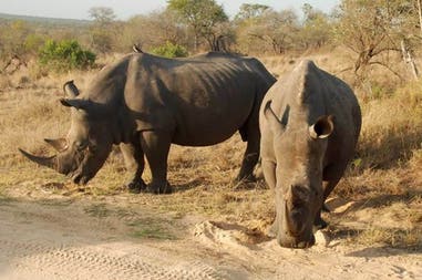 Rhinos in South Africa